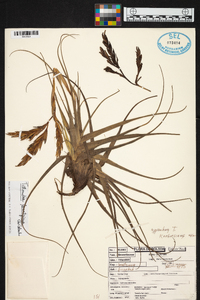 Tillandsia lorentziana image