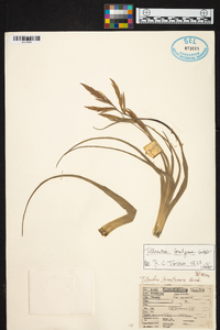 Tillandsia lorentziana image