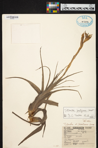 Tillandsia lorentziana image