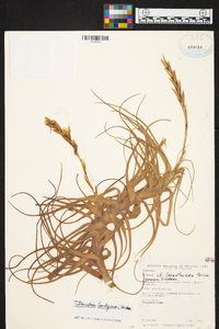 Tillandsia lorentziana image