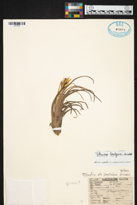 Tillandsia lorentziana image