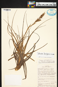 Tillandsia lorentziana image