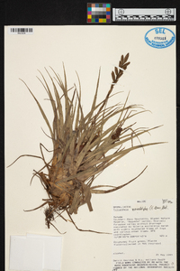 Tillandsia monadelpha image