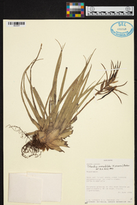 Tillandsia monadelpha image