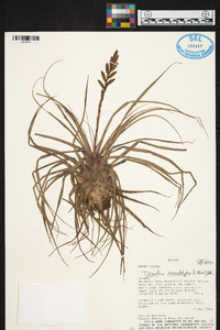 Tillandsia monadelpha image