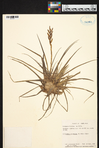 Tillandsia monadelpha image