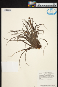 Tillandsia monadelpha image