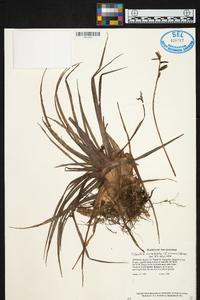 Tillandsia monadelpha image