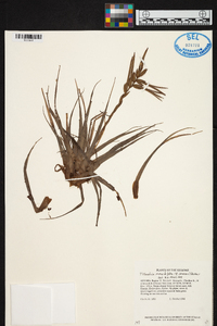 Tillandsia monadelpha image