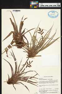 Tillandsia monadelpha image