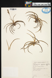 Tillandsia myosura image