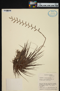 Lemeltonia narthecioides image