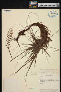 Lemeltonia narthecioides image