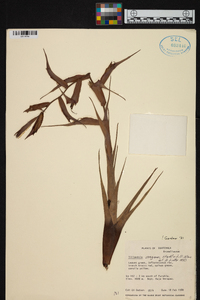 Tillandsia orogenes image