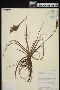 Tillandsia paleacea image