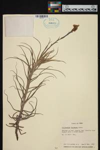 Tillandsia paleacea image