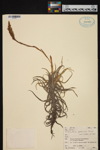 Tillandsia paleacea image