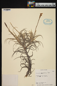 Tillandsia paleacea image