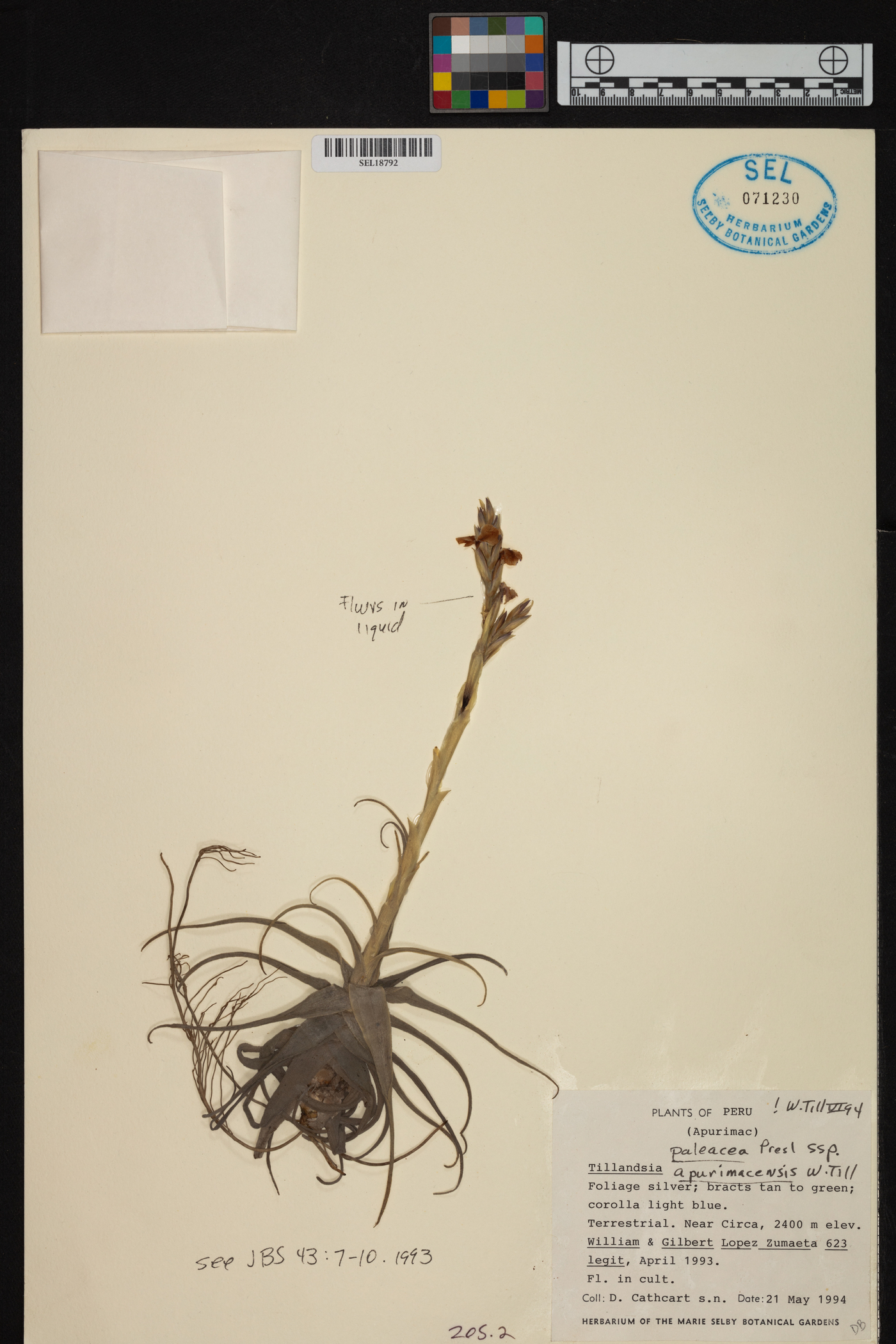 Tillandsia paleacea image