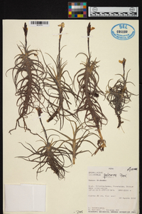 Tillandsia paleacea image