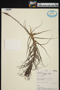 Tillandsia paleacea image