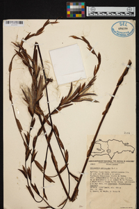 Tillandsia paniculata image