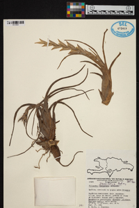 Tillandsia recurvata image