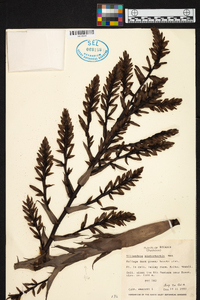 Barfussia platyrhachis image