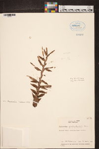 Barfussia platyrhachis image