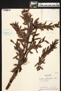 Barfussia platyrhachis image