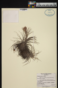 Tillandsia plumosa image