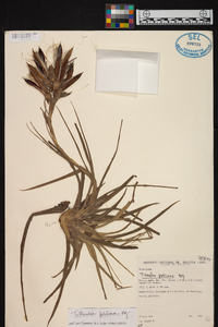 Tillandsia pohliana image