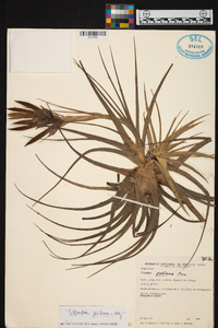 Tillandsia pohliana image