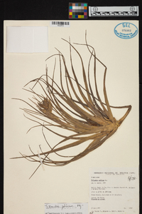 Tillandsia pohliana image