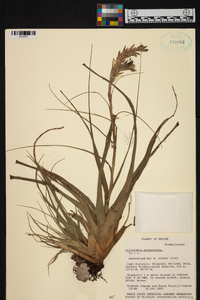 Tillandsia polystachia image