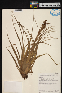 Tillandsia polystachia image