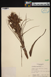 Tillandsia polystachia image