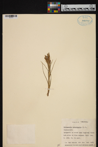 Tillandsia polystachia image