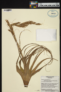 Tillandsia polystachia image