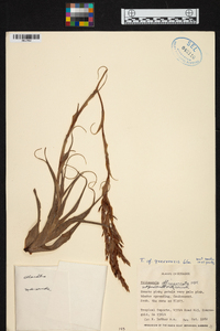 Tillandsia queroensis image