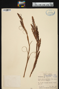 Tillandsia queroensis image