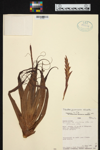 Tillandsia queroensis image