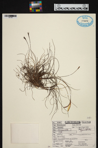 Tillandsia recurvata image