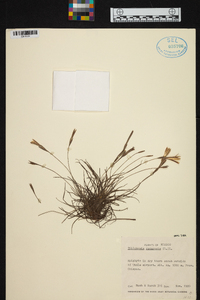 Tillandsia recurvata image