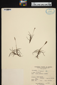 Tillandsia recurvata image