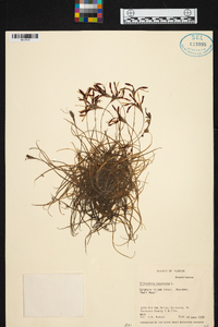 Tillandsia recurvata image