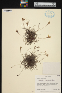 Tillandsia recurvata image