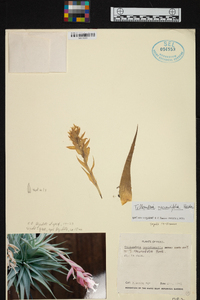 Tillandsia recurvifolia image