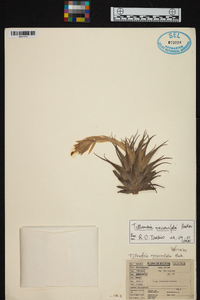 Tillandsia recurvifolia image