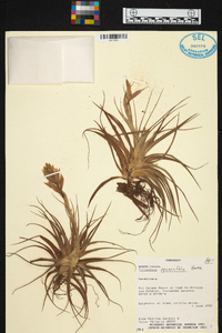 Tillandsia recurvifolia image